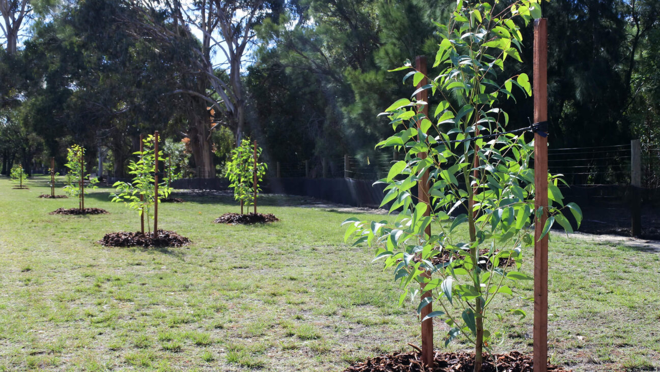 A group of new trees are planted in a public park.