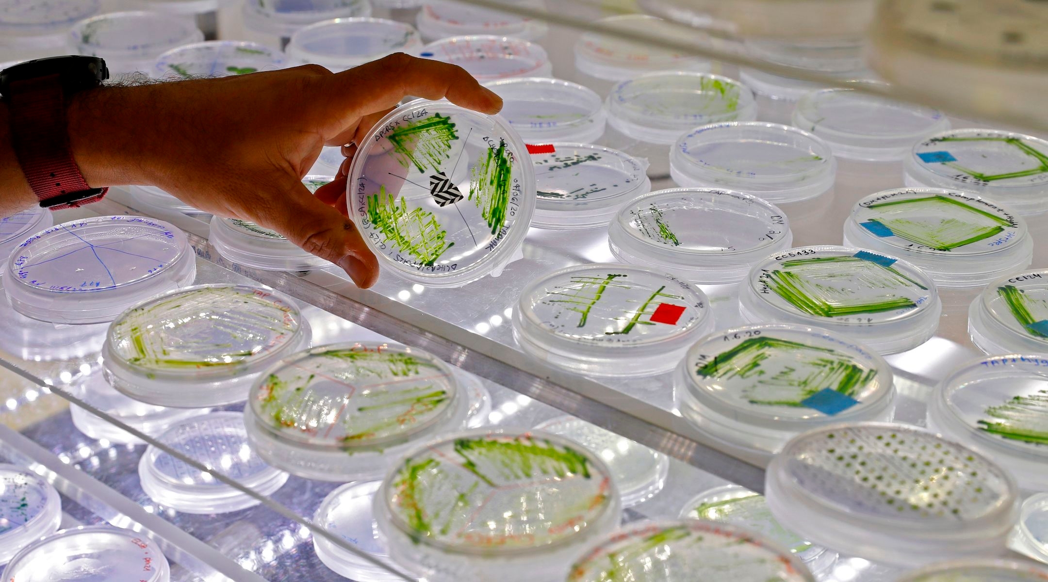 The Israel Academy of Sciences and Humanities supports a wide variety of researchers across many fields in Israel. (JACK GUEZ/AFP via Getty Images)