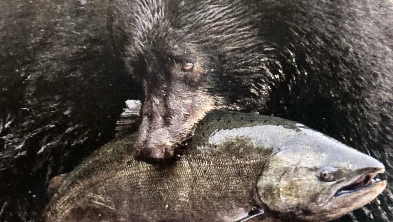 A black bear on Vancouver Island snags a wild salmon.