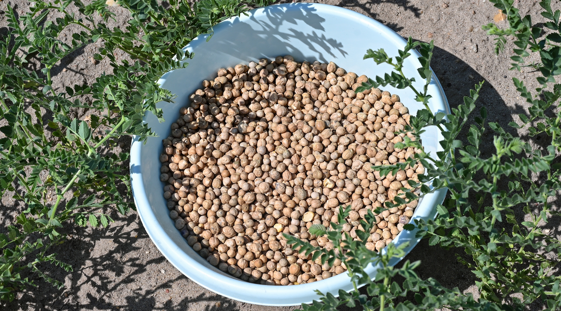 Chickpeas are protein-packed staples in diets around the world. (Patrick Pleul/picture alliance via Getty Images)