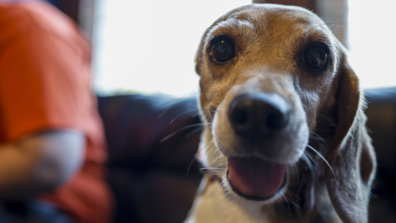 Beyonce, an abused  beagle with only one ear, was rescued from the Envigo breeding and research facility.