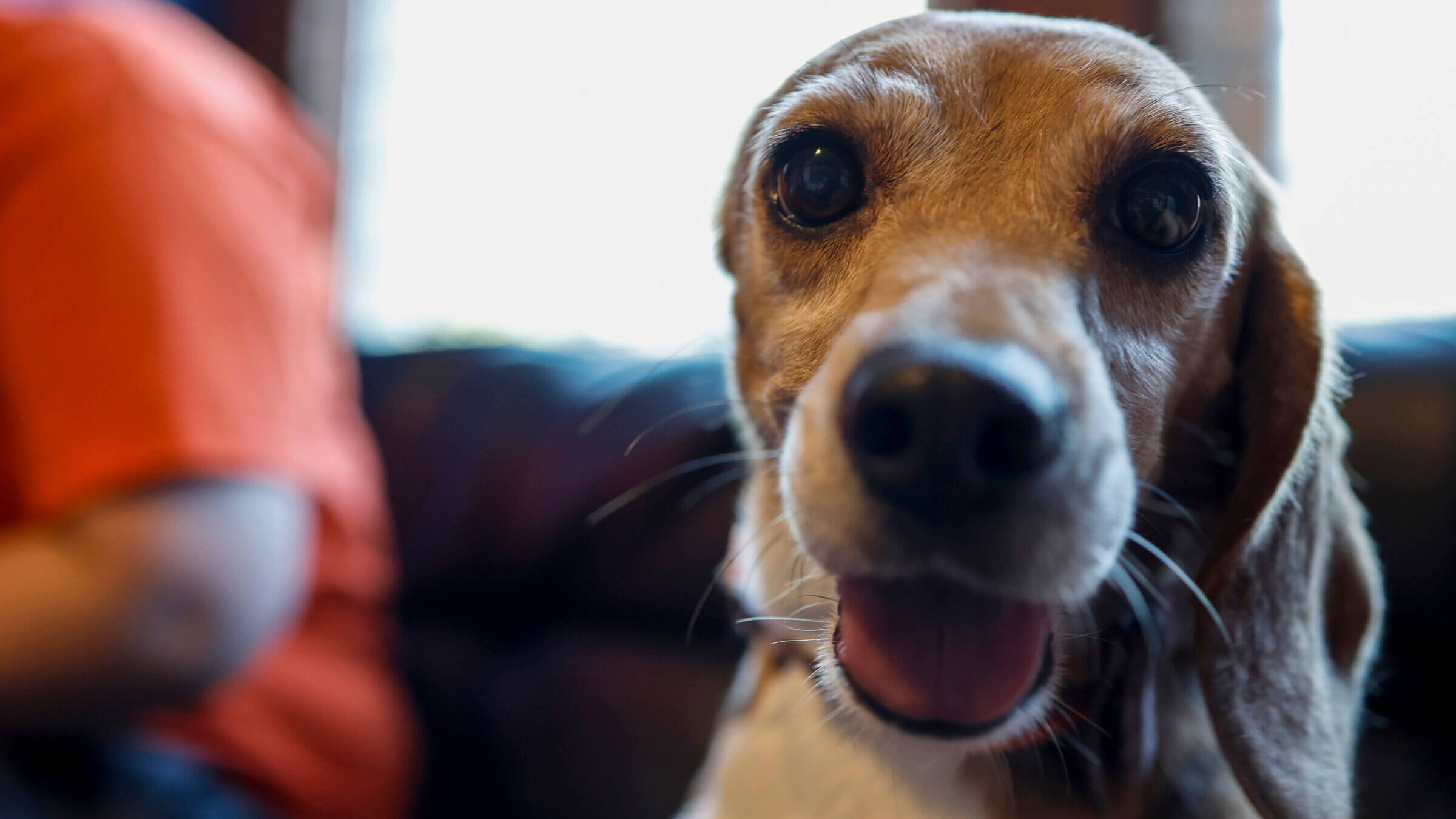 Beyonce, an abused  beagle with only one ear, was rescued from the Envigo breeding and research facility.