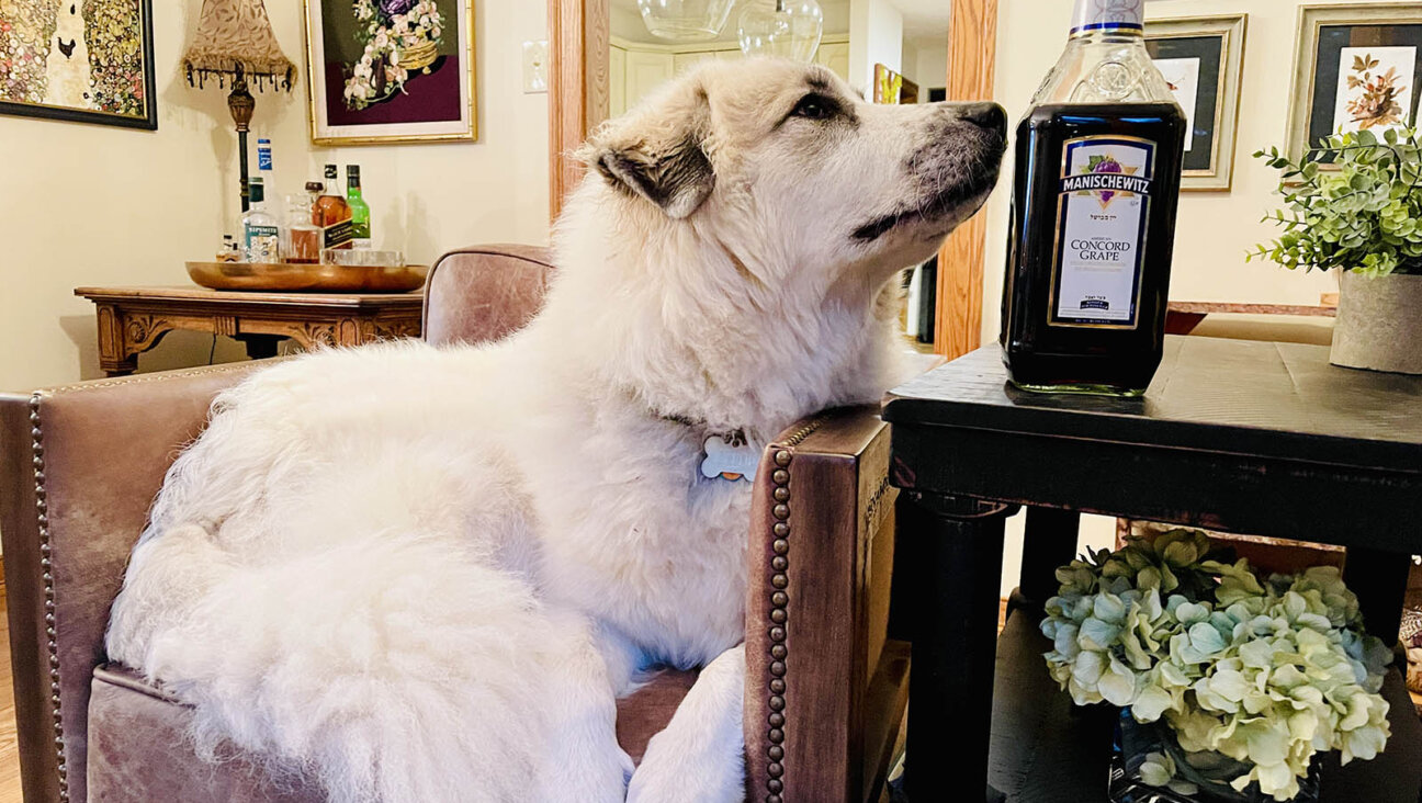 Even my dog, Jolene, is interested in this story about how Manischewitz wine gets made. (Benyamin Cohen)