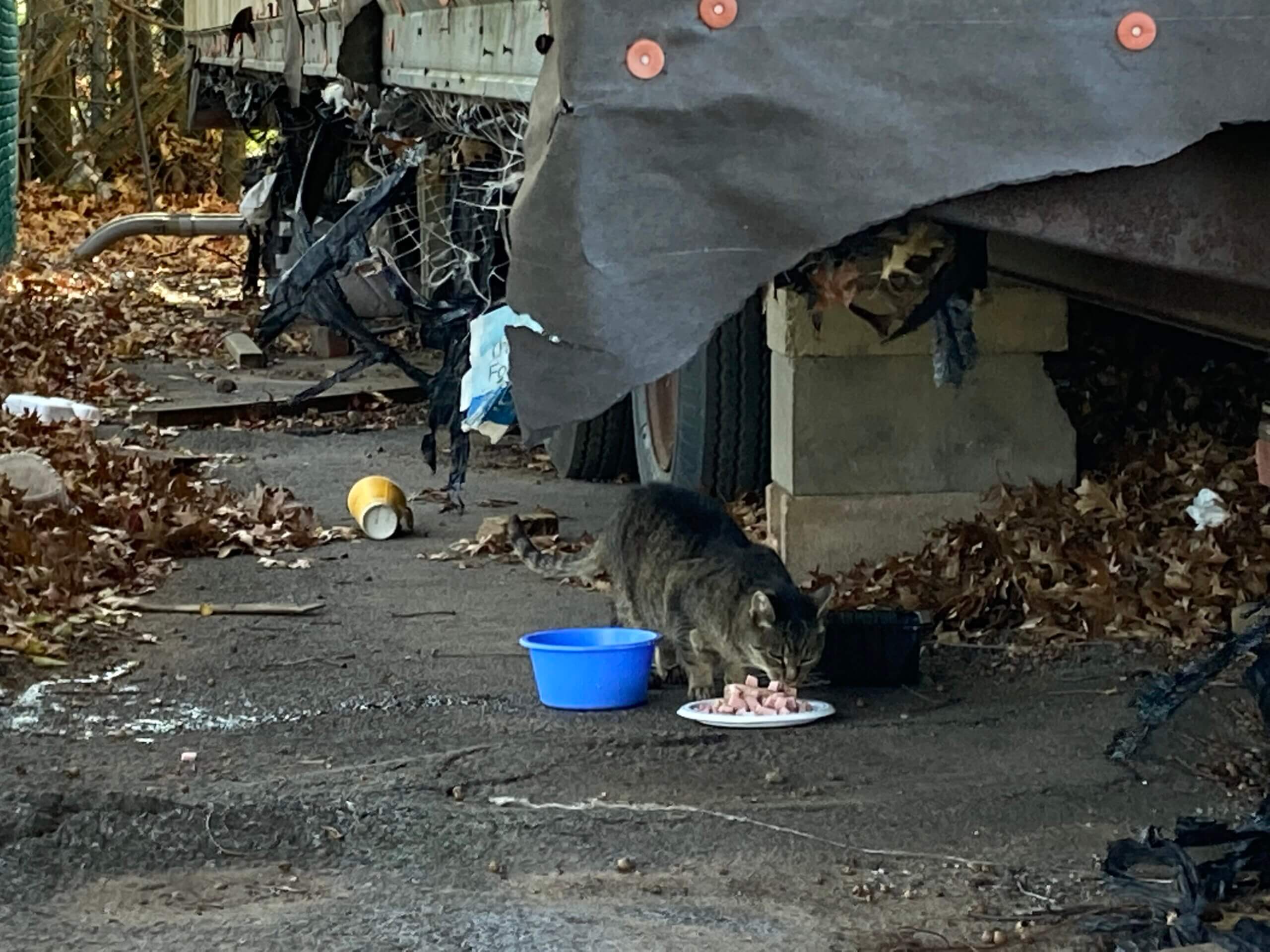 A brown cat approaches a dish of wet food placed under a trailer in a parking lot. 