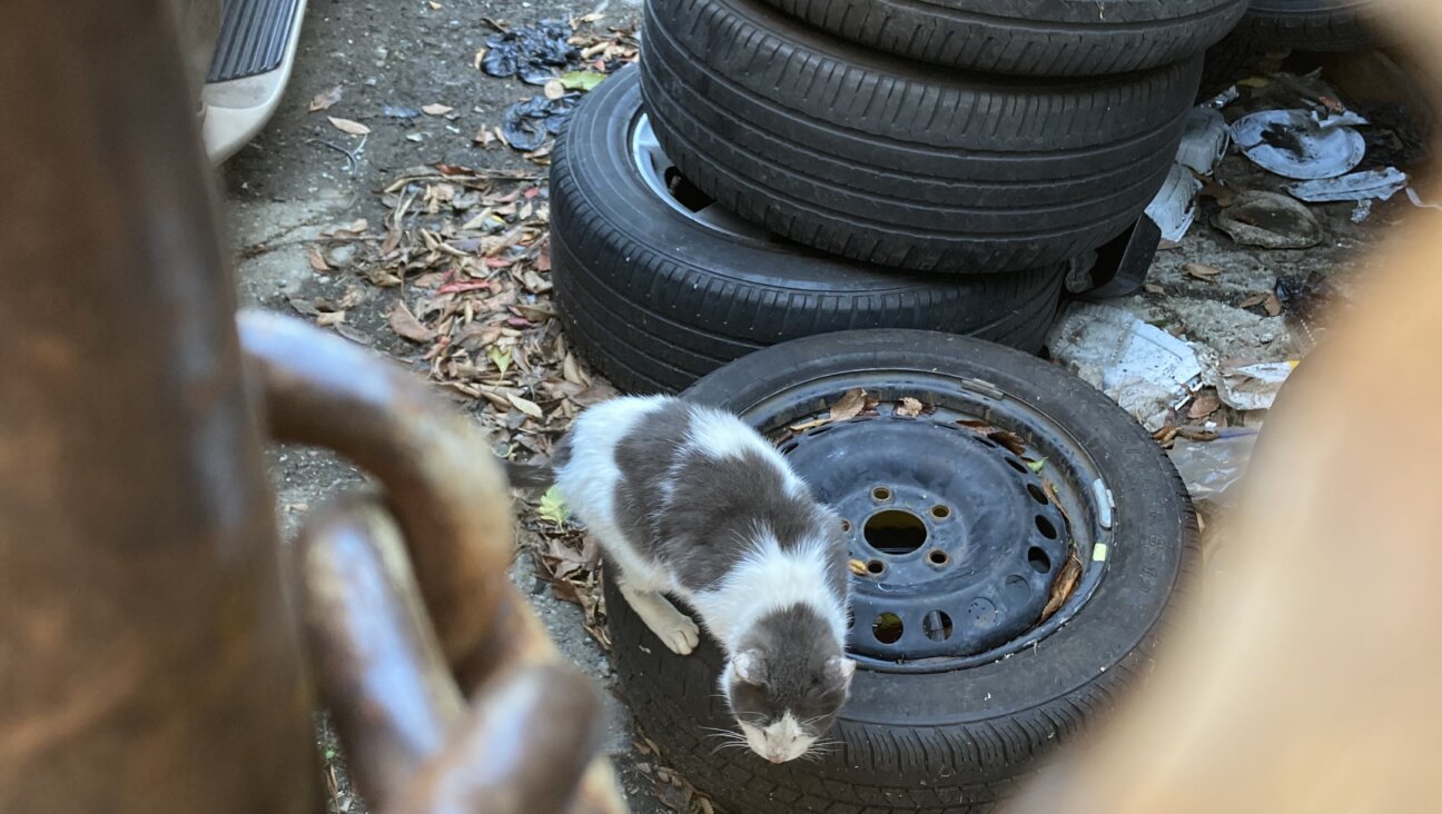 Awaiting breakfast behind an auto body shop in Canarsie.