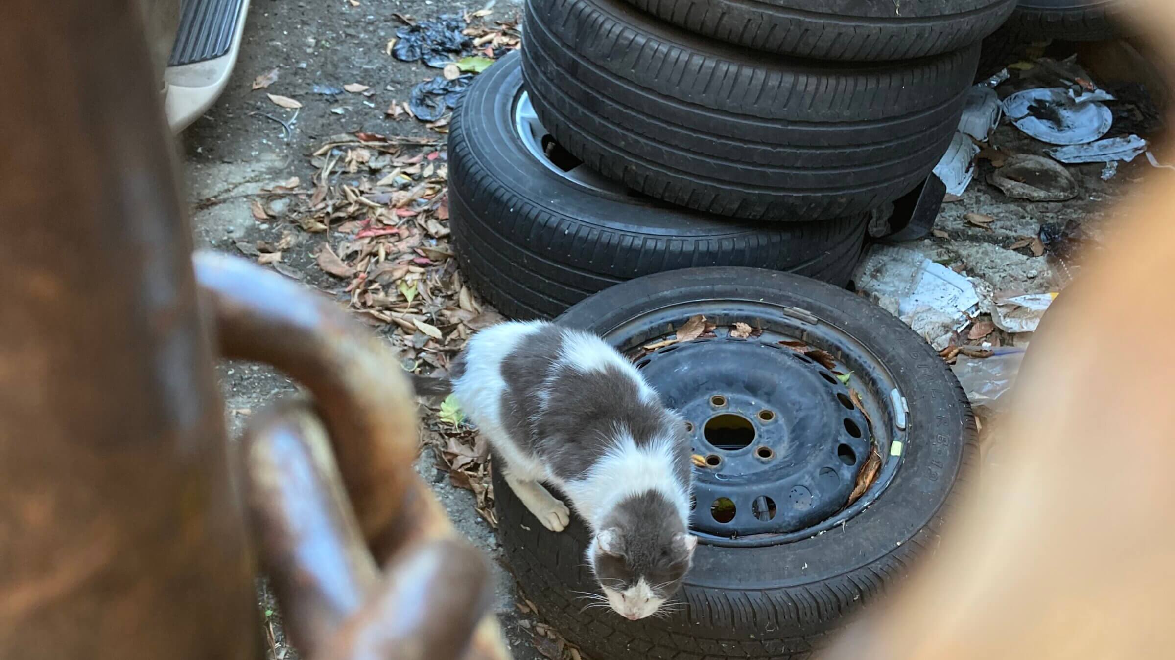 Awaiting breakfast behind an auto body shop in Canarsie.