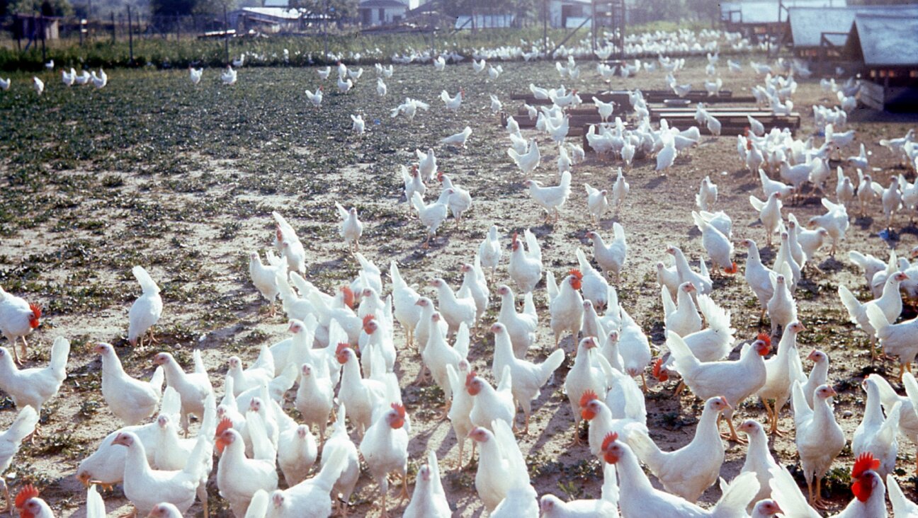 Family-owned poultry farm in Vineland, New Jersey in the 1950s