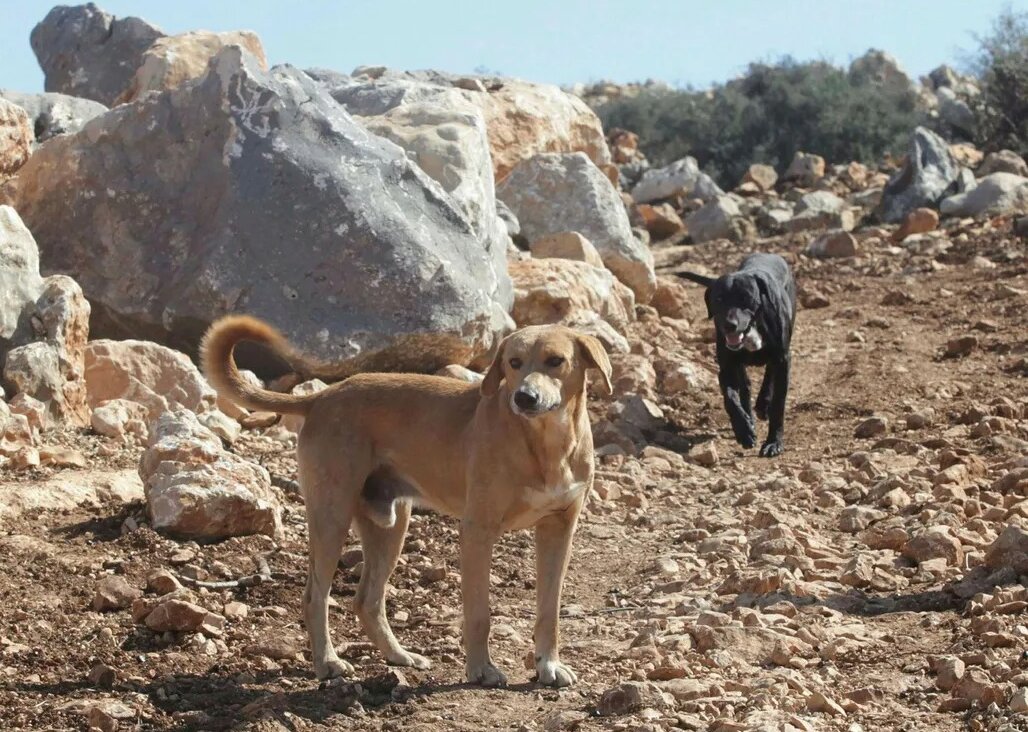 Stray dogs in the Galilee, northern Israel. (Photo: Yaron Kaminsky)