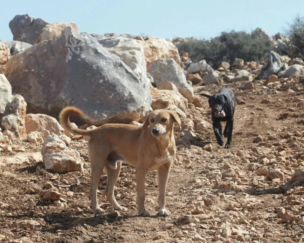 Stray dogs in the Galilee, northern Israel. (Photo: Yaron Kaminsky)