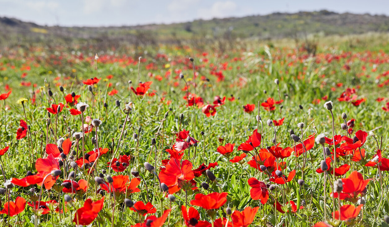 A field of wild red anemone flowers in southern Israel.