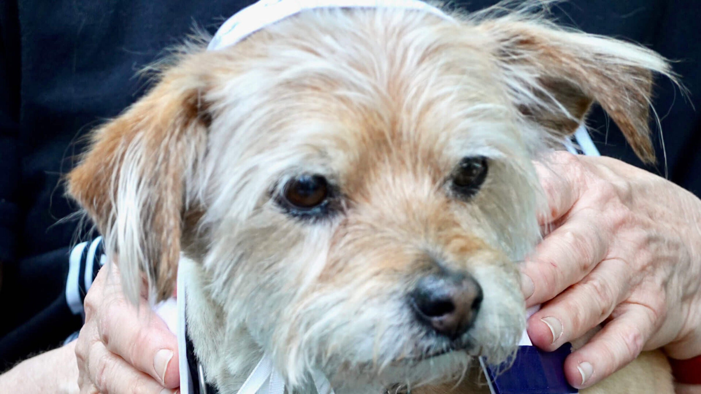 Coco, a 13-year-old terrier is called to the bimah on his big day.