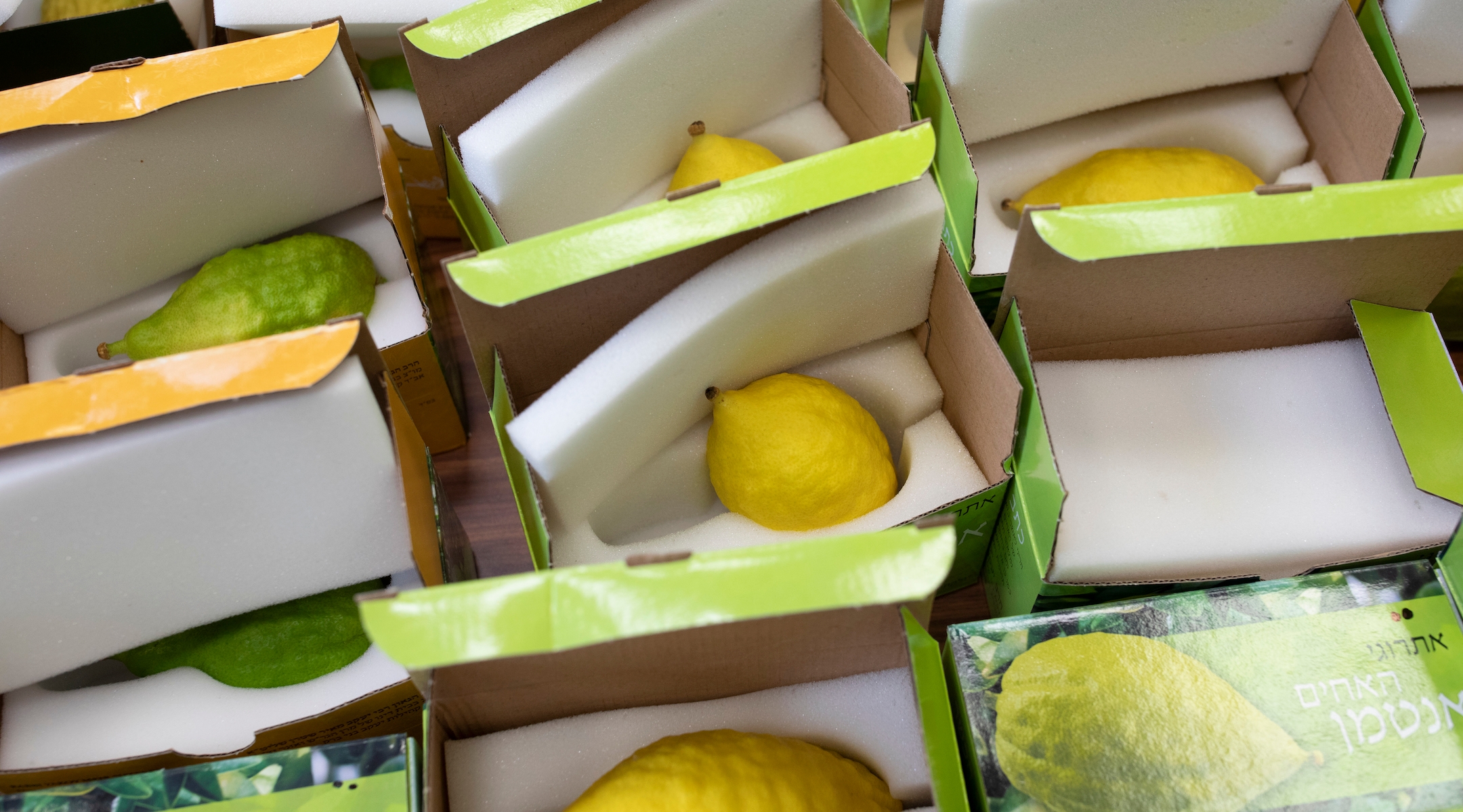 Etrogs are packaged for shipping in London. (Dan Kitwood/Getty Images)