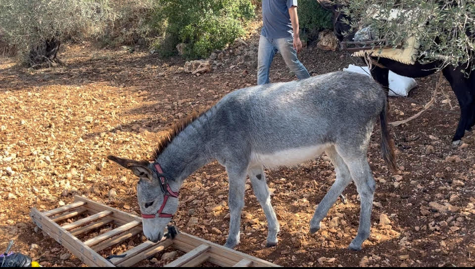 After Bilal Muhammad Saleh was murdered, his donkey remained tied to a tree.