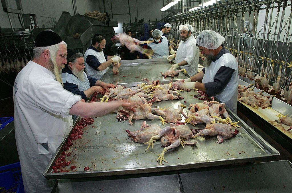 Chickens at a kosher slaughterhouse in Israel.