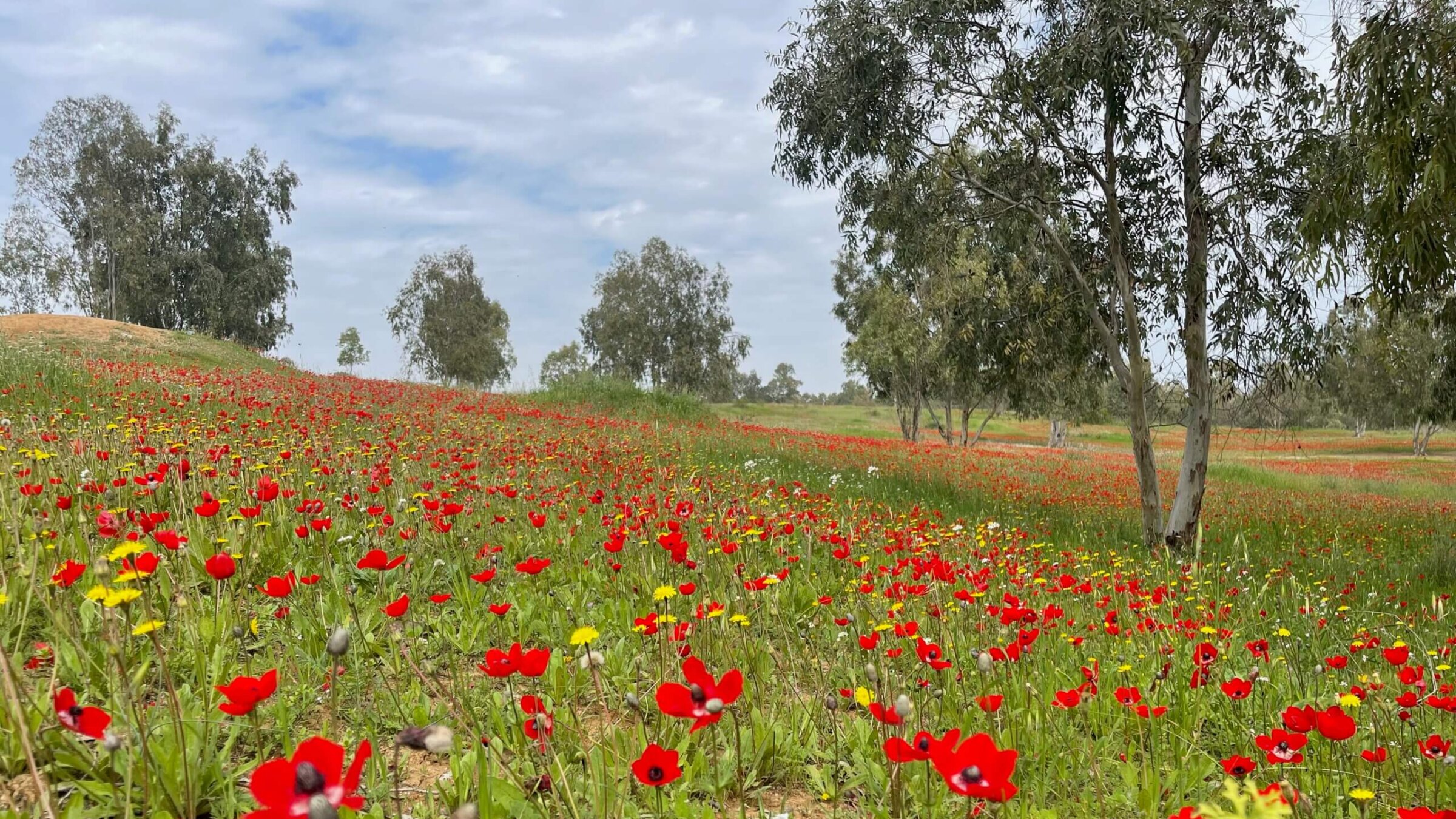 The wild buttercups that bloom each year around Israel's border with Gaza are drawing fewer visitors than the sites where the Oct. 7 massacres took place down the road.