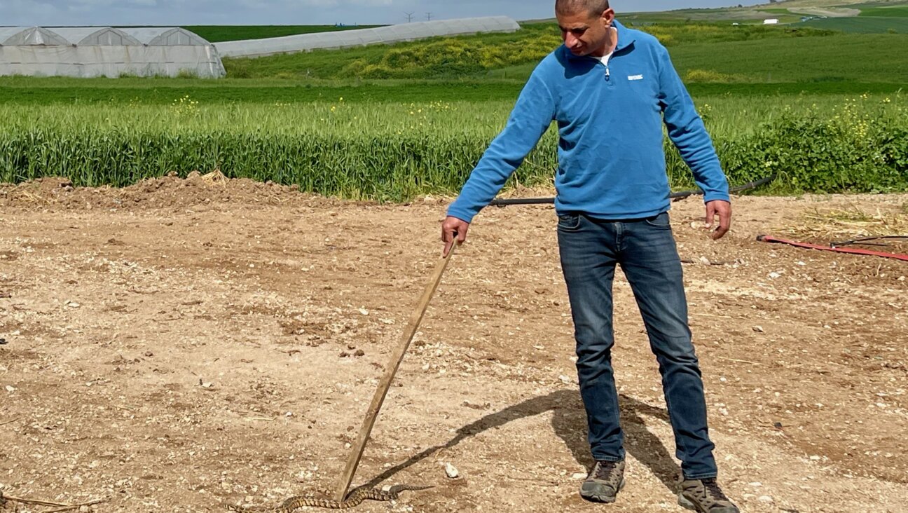 Third-generation vegetable grower Adi Dafna — and a snake — on the farm that lost most of its paid workers after Oct. 7.