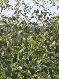 Sidra tree