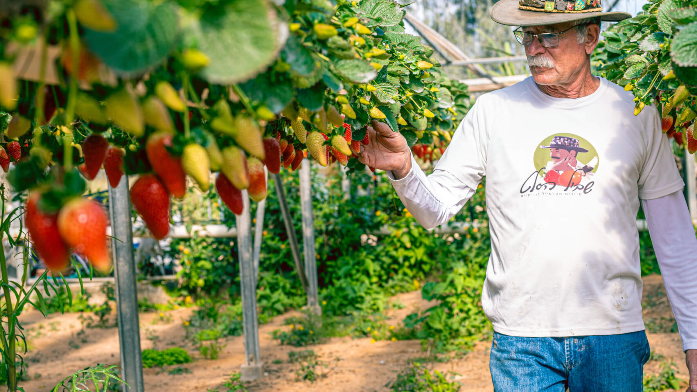 Uri Alon tending strawberries on The Salad Trail farm, where Michel Nisenbaum worked before he was killed by militants on Oct. 7.