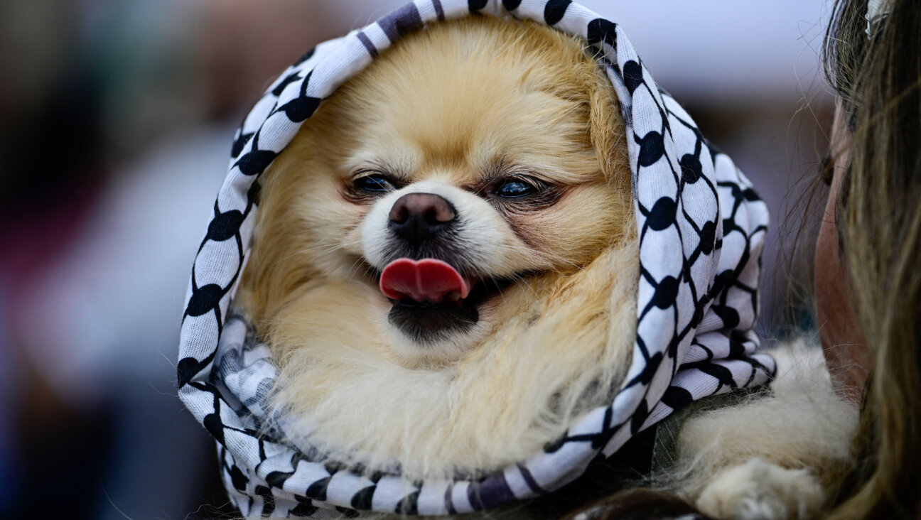 Keffiyeh-print dog accessories are also available.